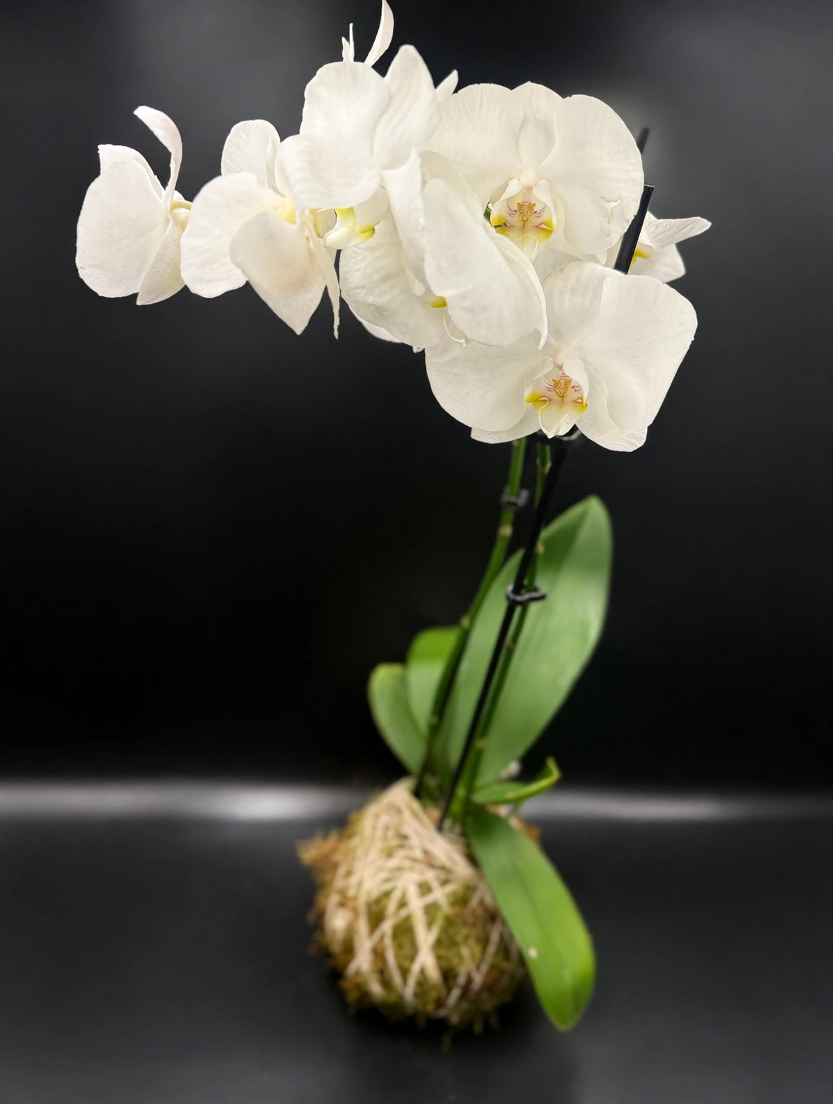 Orchid Kokedama