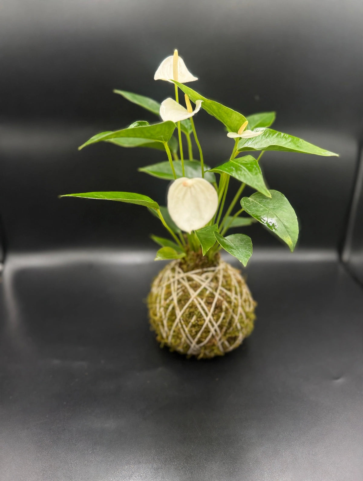 Peace Lily Kokedama