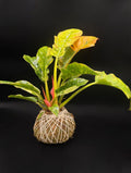 Philodendron Kokedama