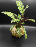 Rattlesnakes Kokedama