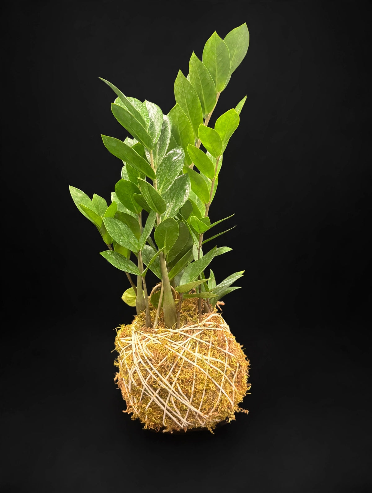 ZZ Plant Kokedama