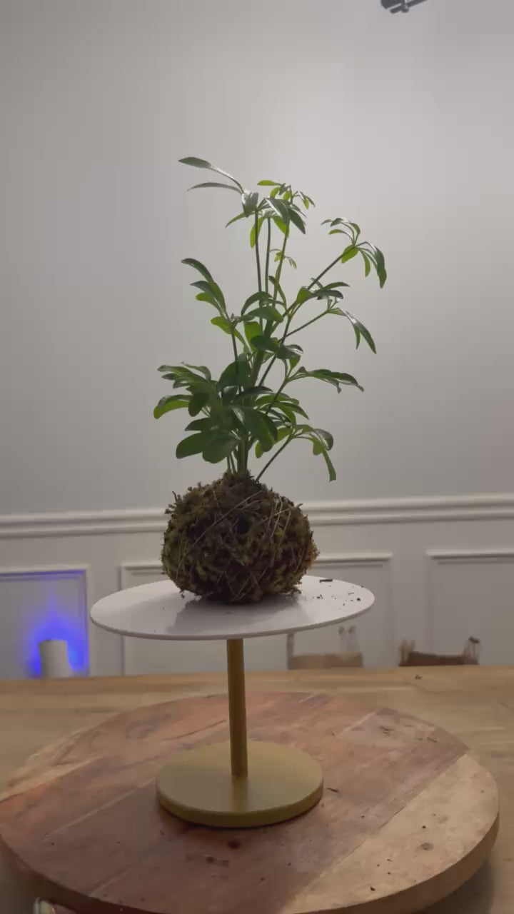 Umbrella kokedama plant